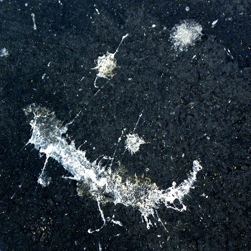 Bird Poop Smiley.jpg