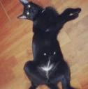 Cat Belly.jpg