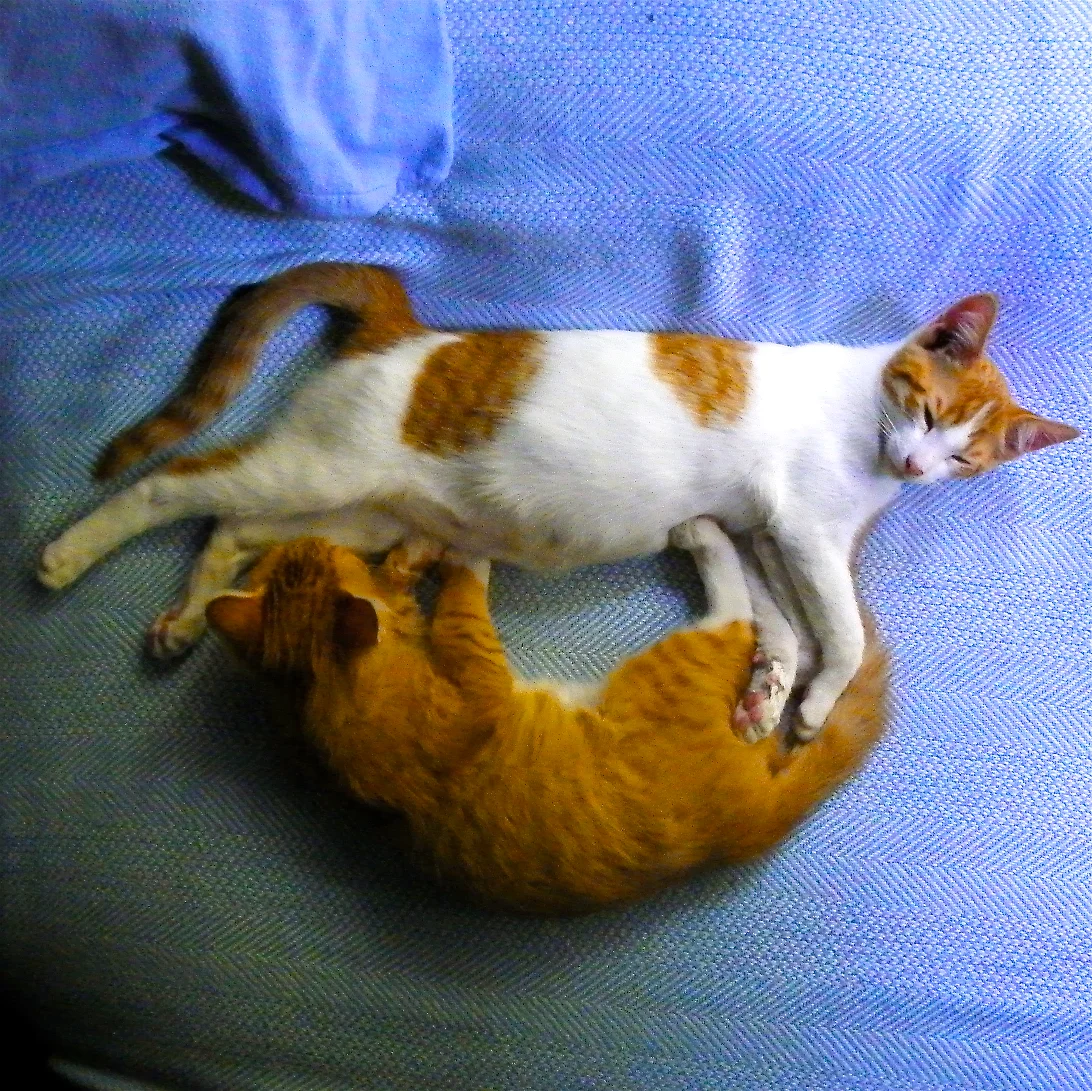 Kitties Smiley.jpg