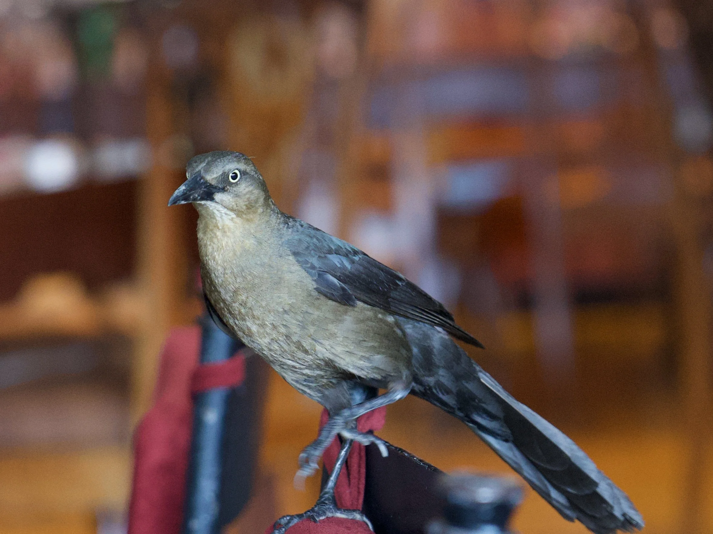 DSC00711.jpg