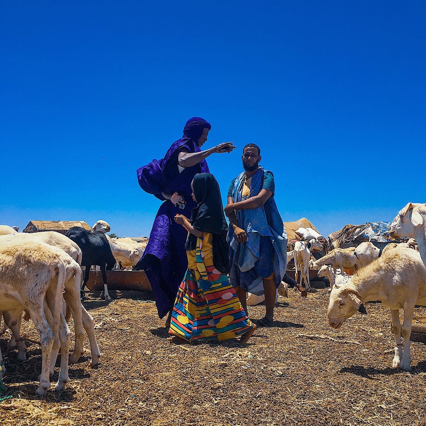 Seen at livestock market (Marbbat).
&bull;
&bull;
Photo : Daouda Corera - @dcoreraphotography 
#livestock #market #sheep #shotoniphone #nouakchott #mauritania #everydaynouakchott #everydayafrica #dcoreraphotography