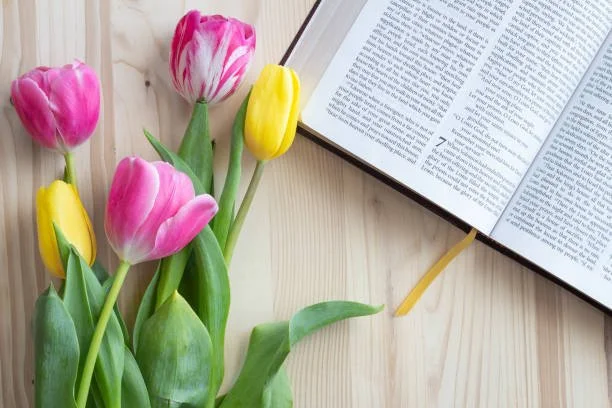 bible_tulip.jpeg