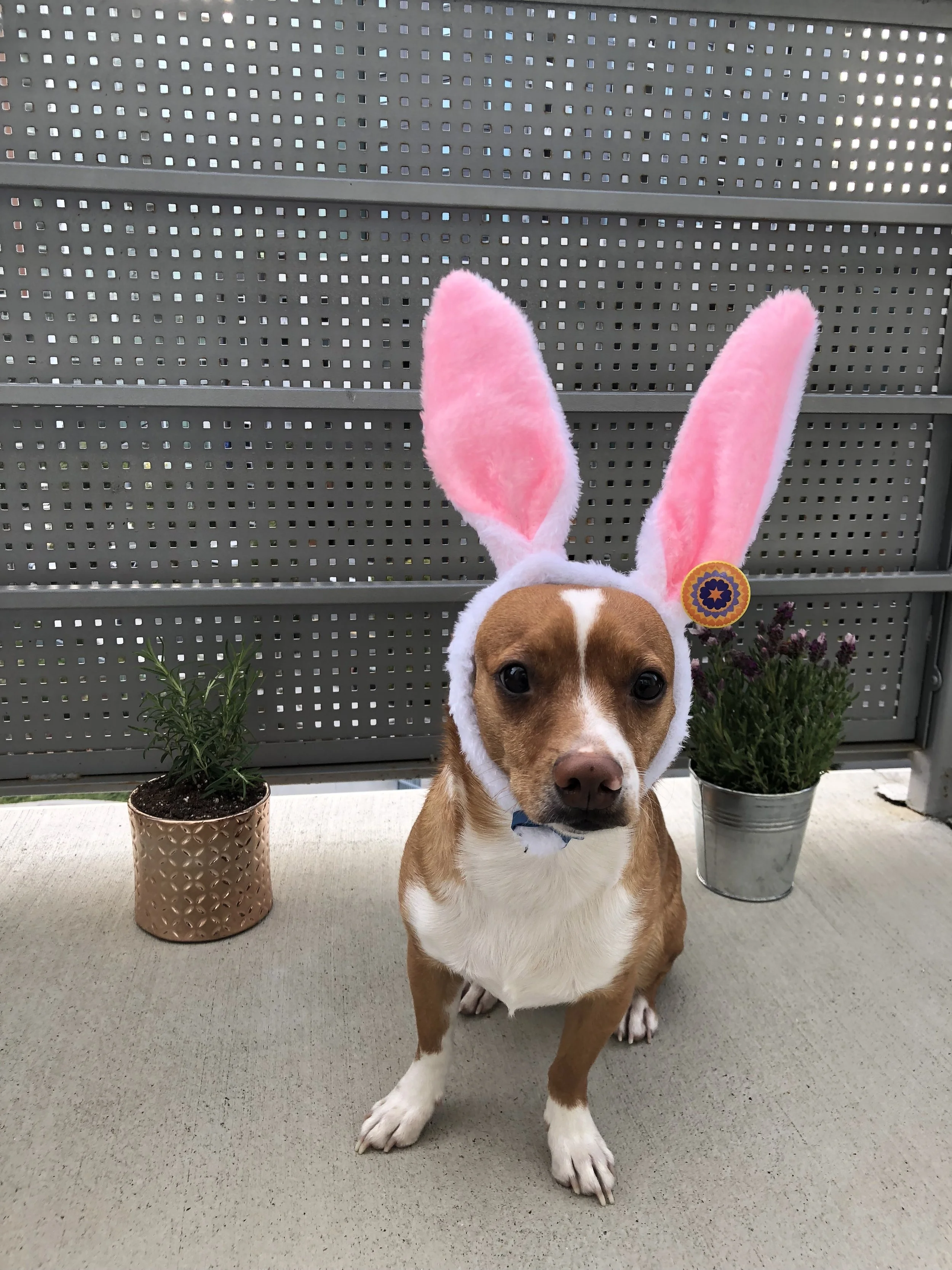 SomeBunny is with Michael