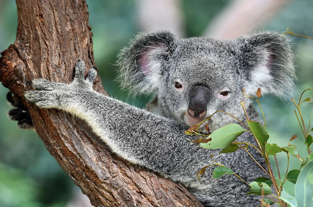 Koala looking at the camera whilst hugging a tree