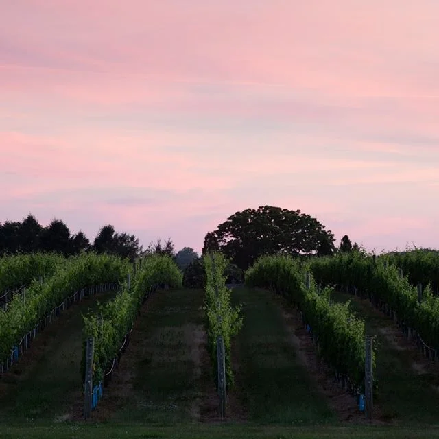 Under-the-Radar North American Wine Countries