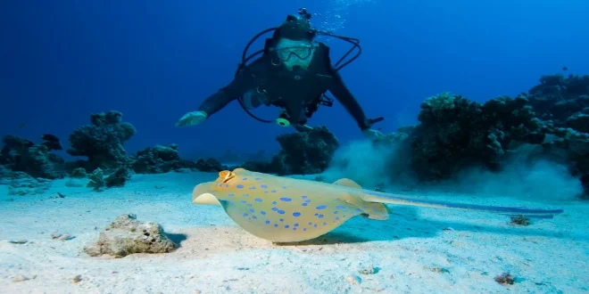 great barrier reef.jpg