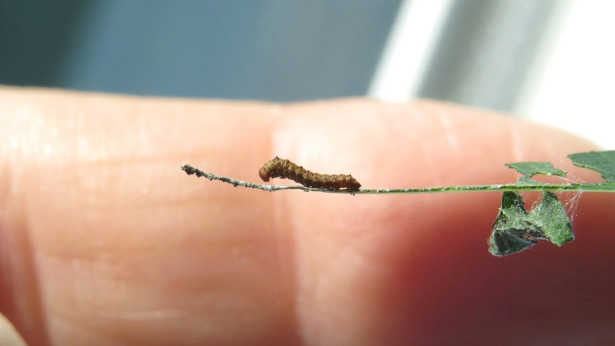 Red-spotted Purple caterpillar shuffling down the poop highway