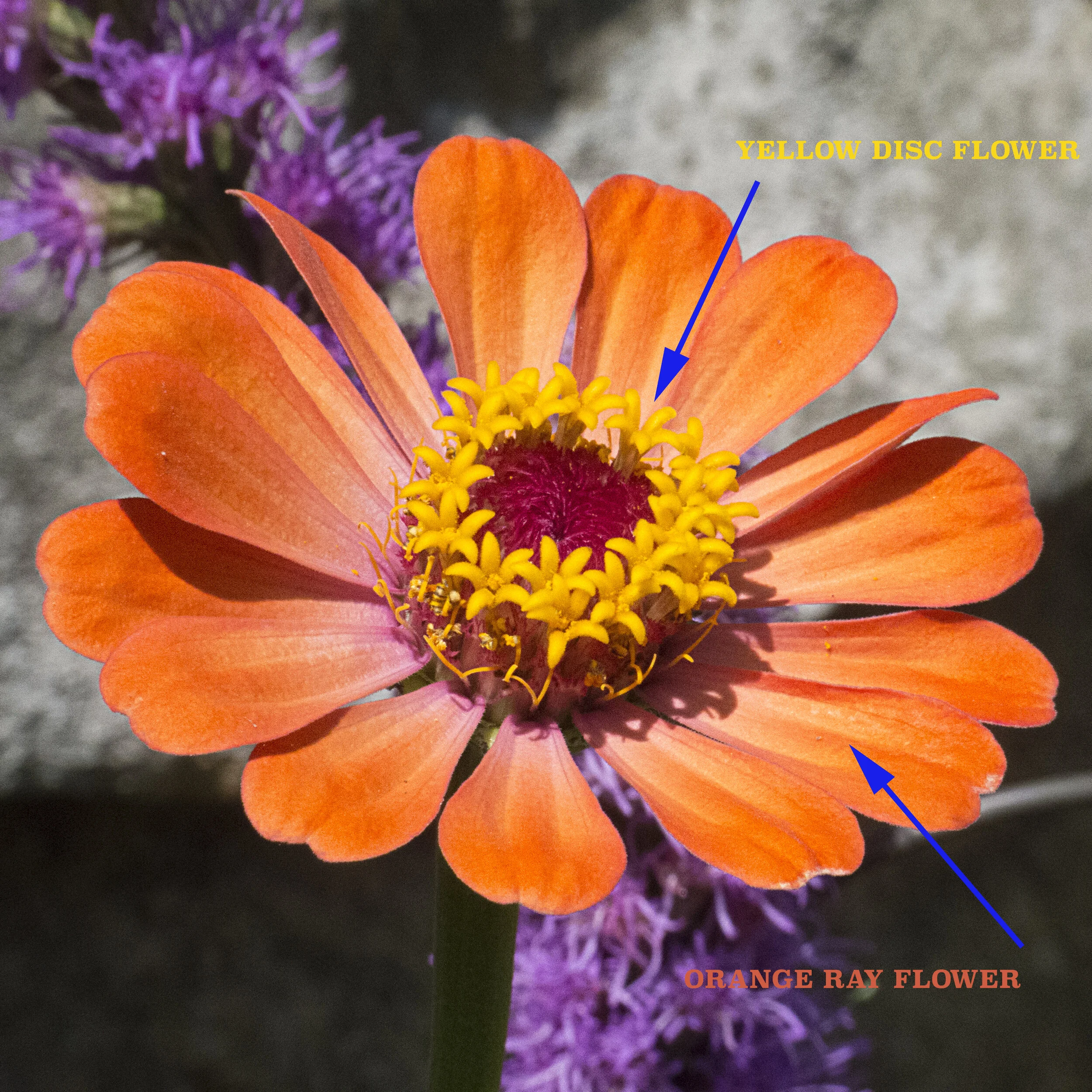 Butterfly Gardening Blog