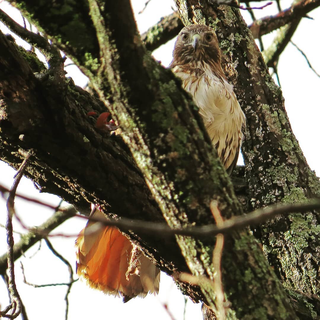 I am not superstitious but my first bird of 2021 was a Red-tailed Hawk sitting high up in a tree&nbsp;disemboweling a large rodent. I am OK with the idea that my &quot;bird of the year&quot; will guide my perspective and spirit for the coming year bu