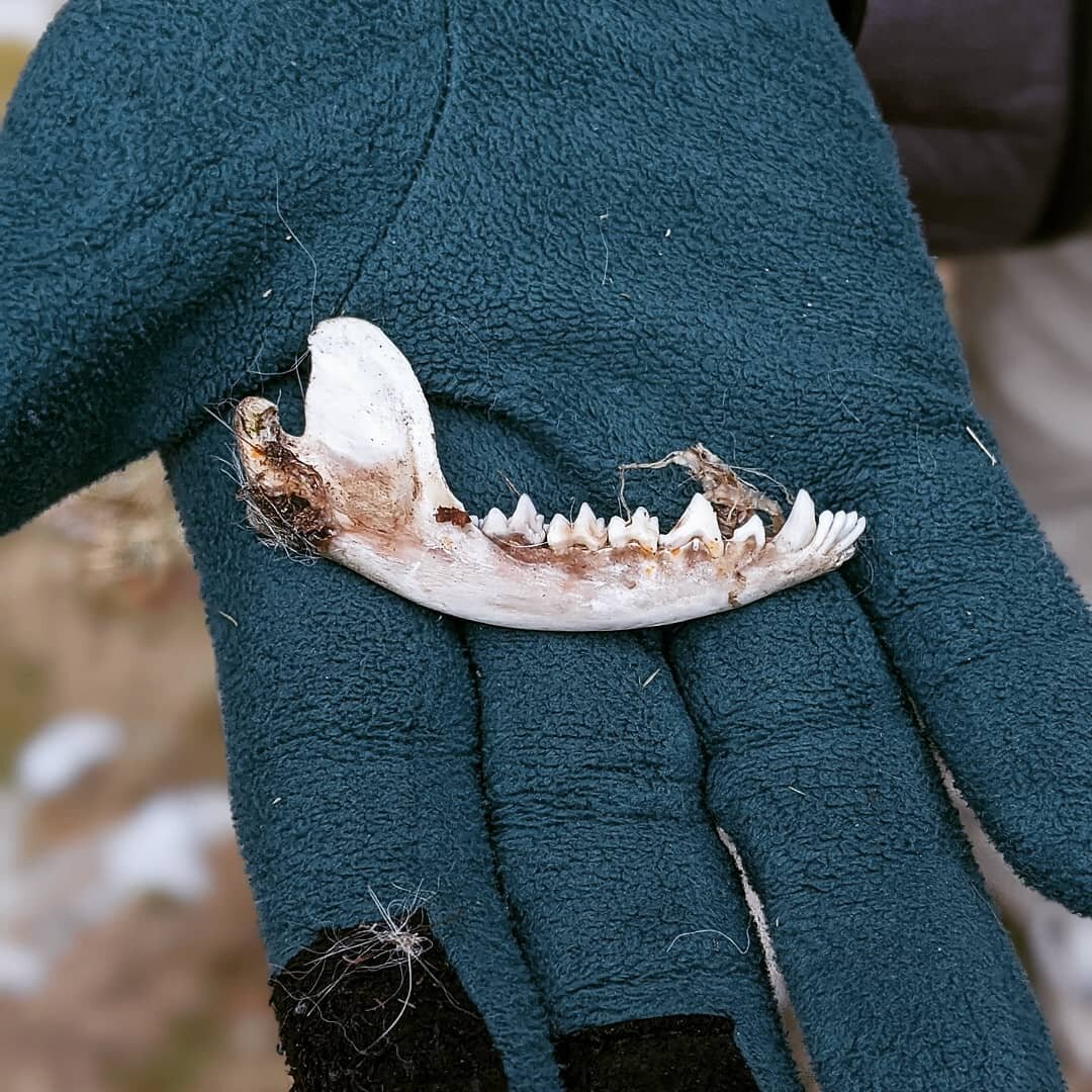 Life and death from a winter walk:

#jawbone of unknown creature&ndash;do you know what animal it came from?

#birdnest that contained the wings of a spotted lantern fly

#prayingmantis #ootheca (egg case)