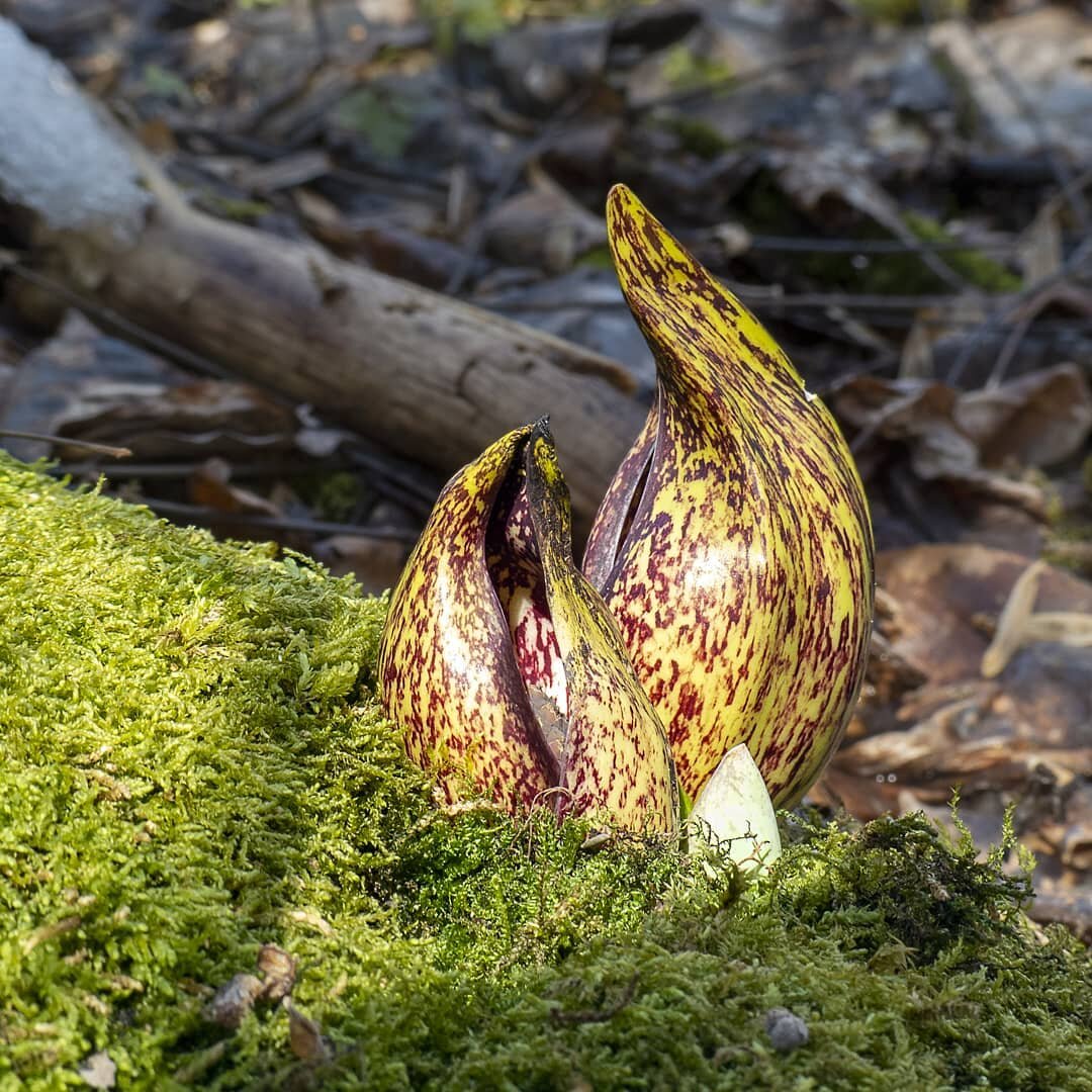 Skunk Cabbage making its annual, and welcome, appearance amid the melting March snow.
