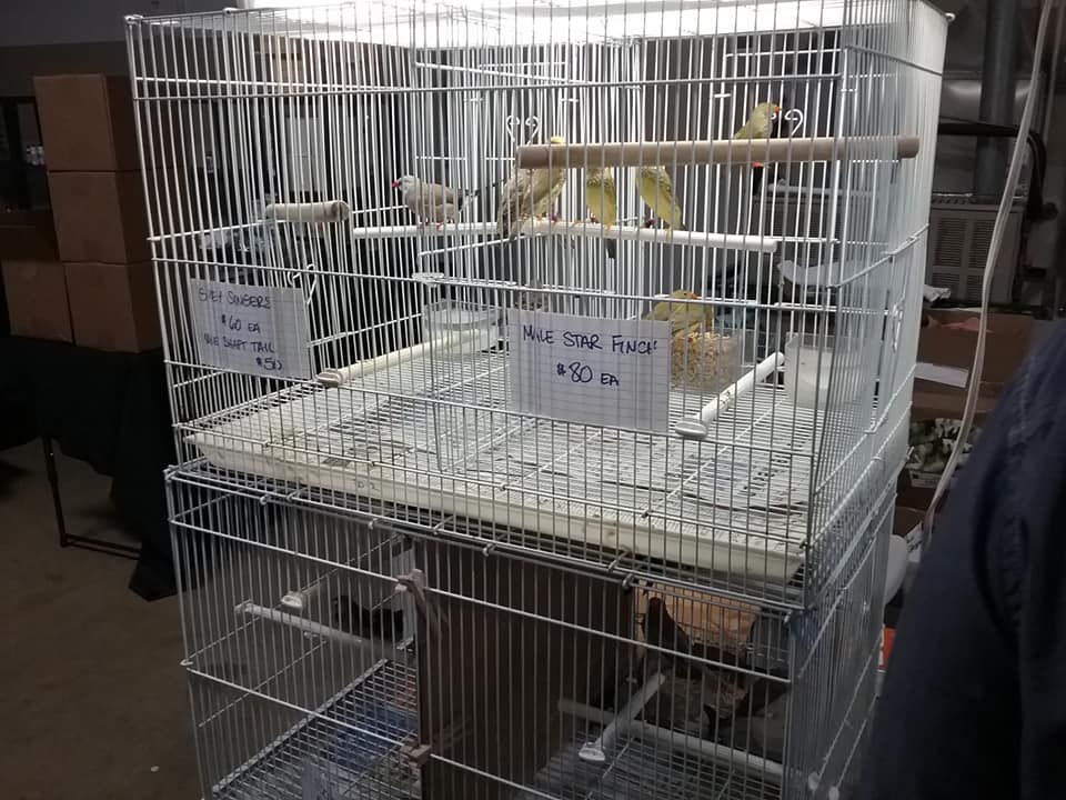 maebs bird fair 2018 finches.jpg