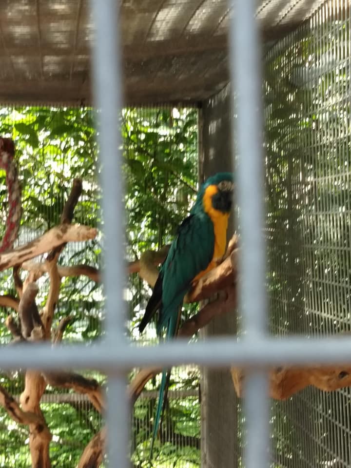 Maebs hope macaw 6.jpg