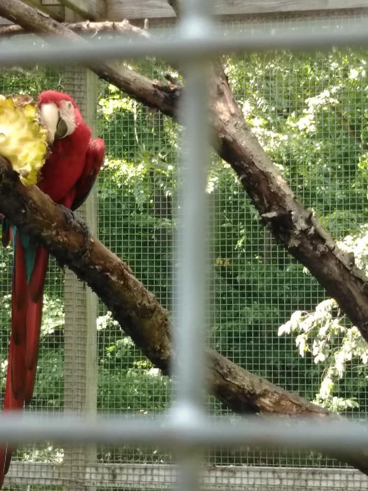 maebs hope macaw 5.jpg