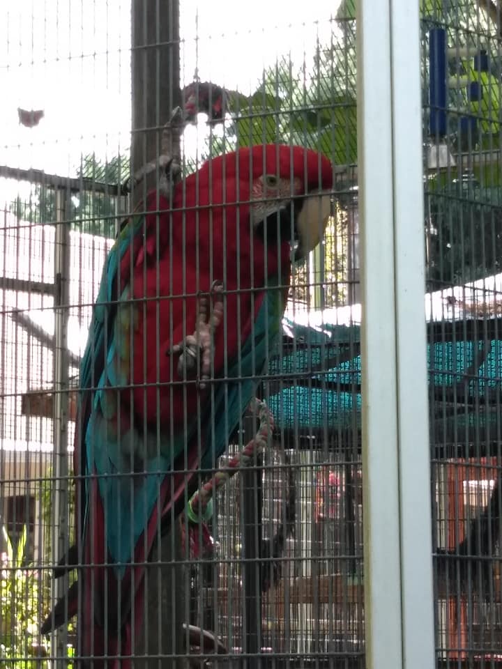 Maebs Hope macaw 3.jpg