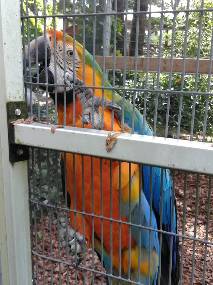 Maebs Hope macaw 2.jpg