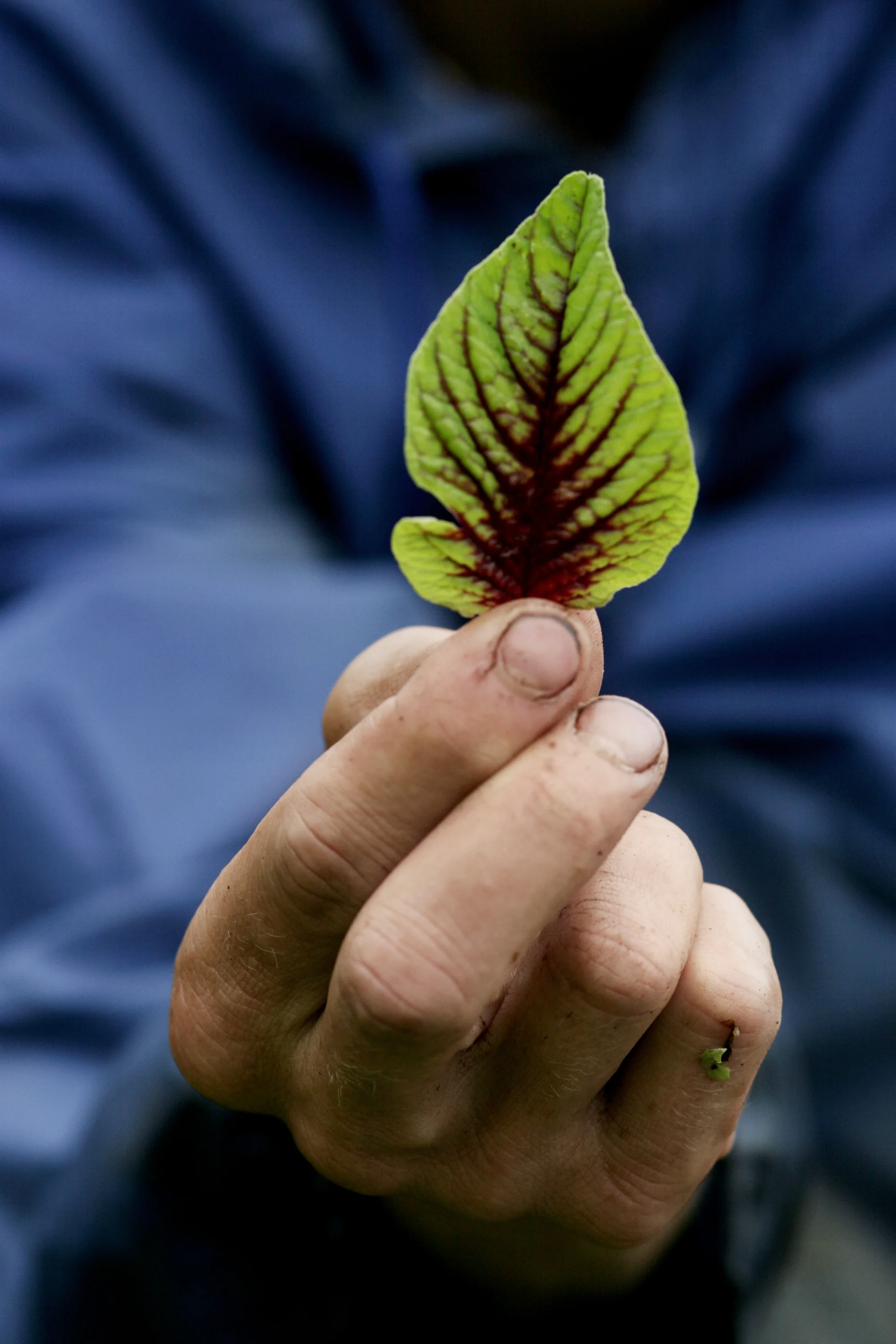 leaf_4744web.jpg