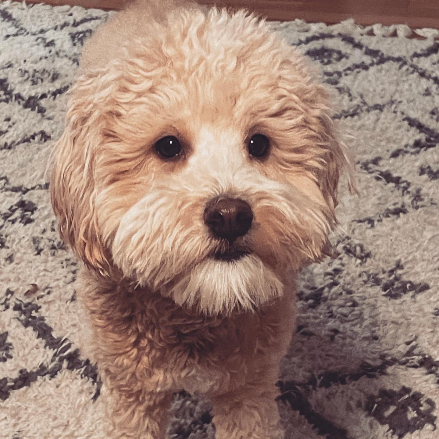 Introducing the TFTH support staff:

Poppy
Job Title: mascot 🐾❤️🐾 
Responsibilities: looking cute, making kids smile
Hobbies: digging holes, eating dirt

📚🐾❤️🐾📚