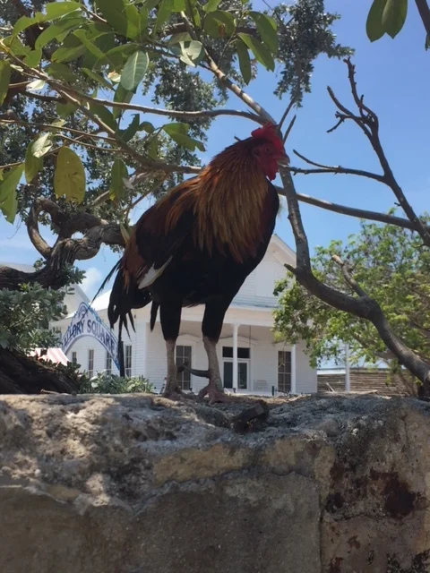 The Roosters and Chickens of Key West