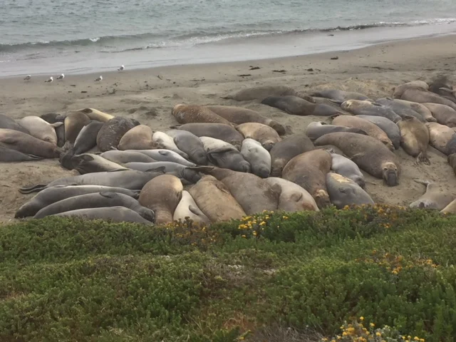 Morro Bay Rock
