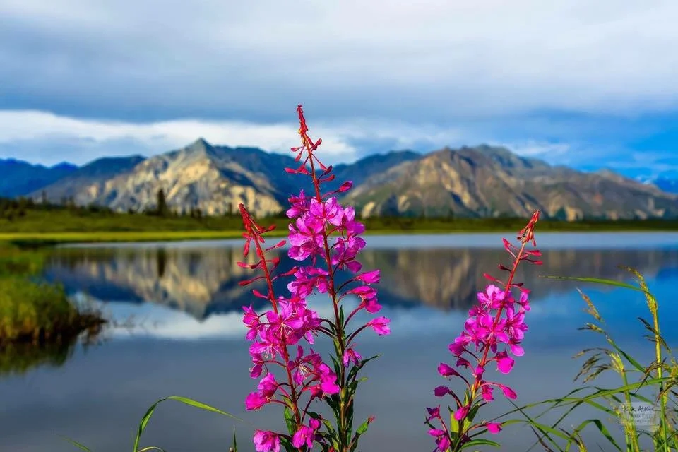 Denali National Park