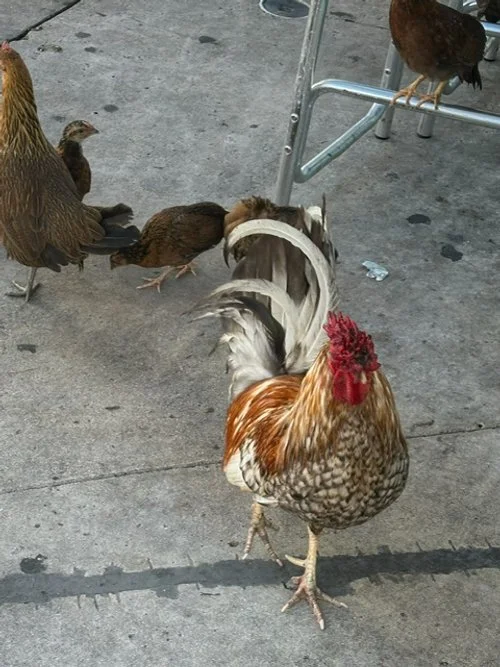 The Roaming Roosters of Key West