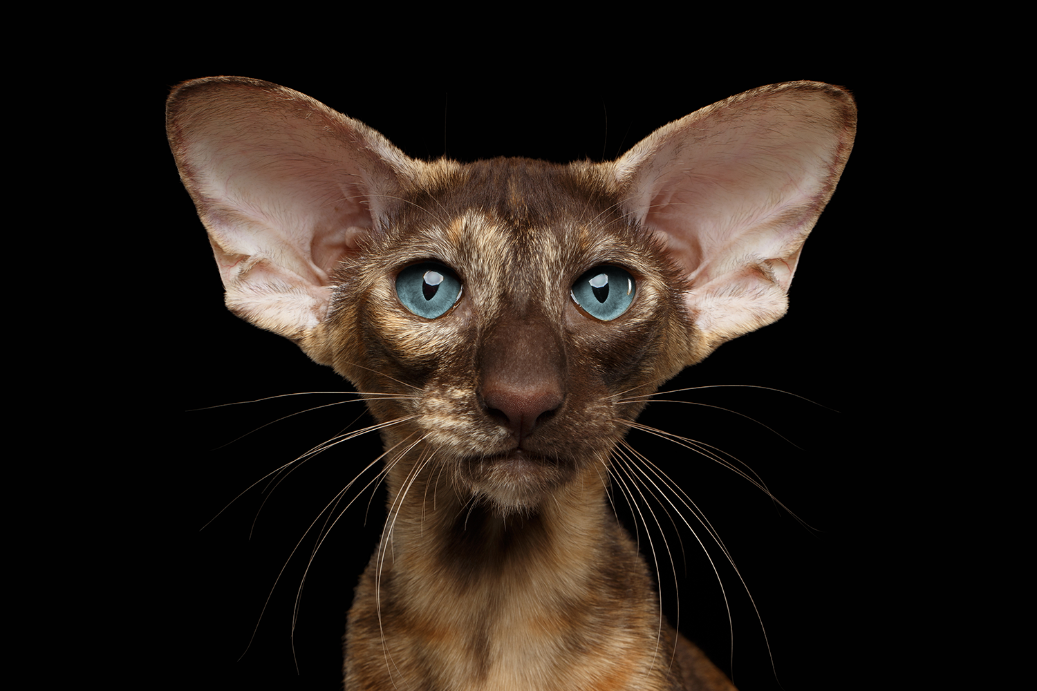 Even the most genetically modified cat could probably look after itself if the wild if it had to