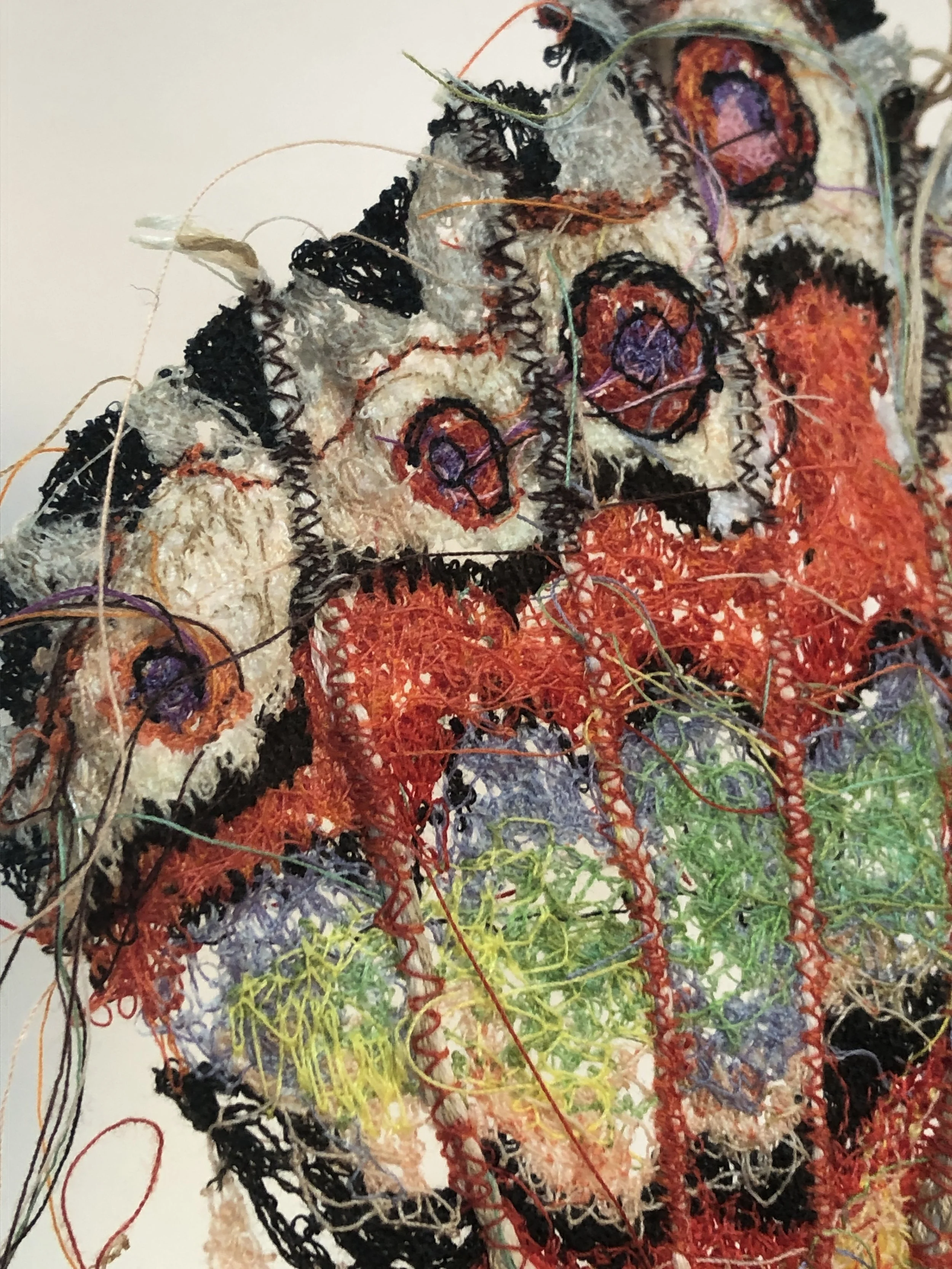 Siproeta Steneles detail 2.JPG