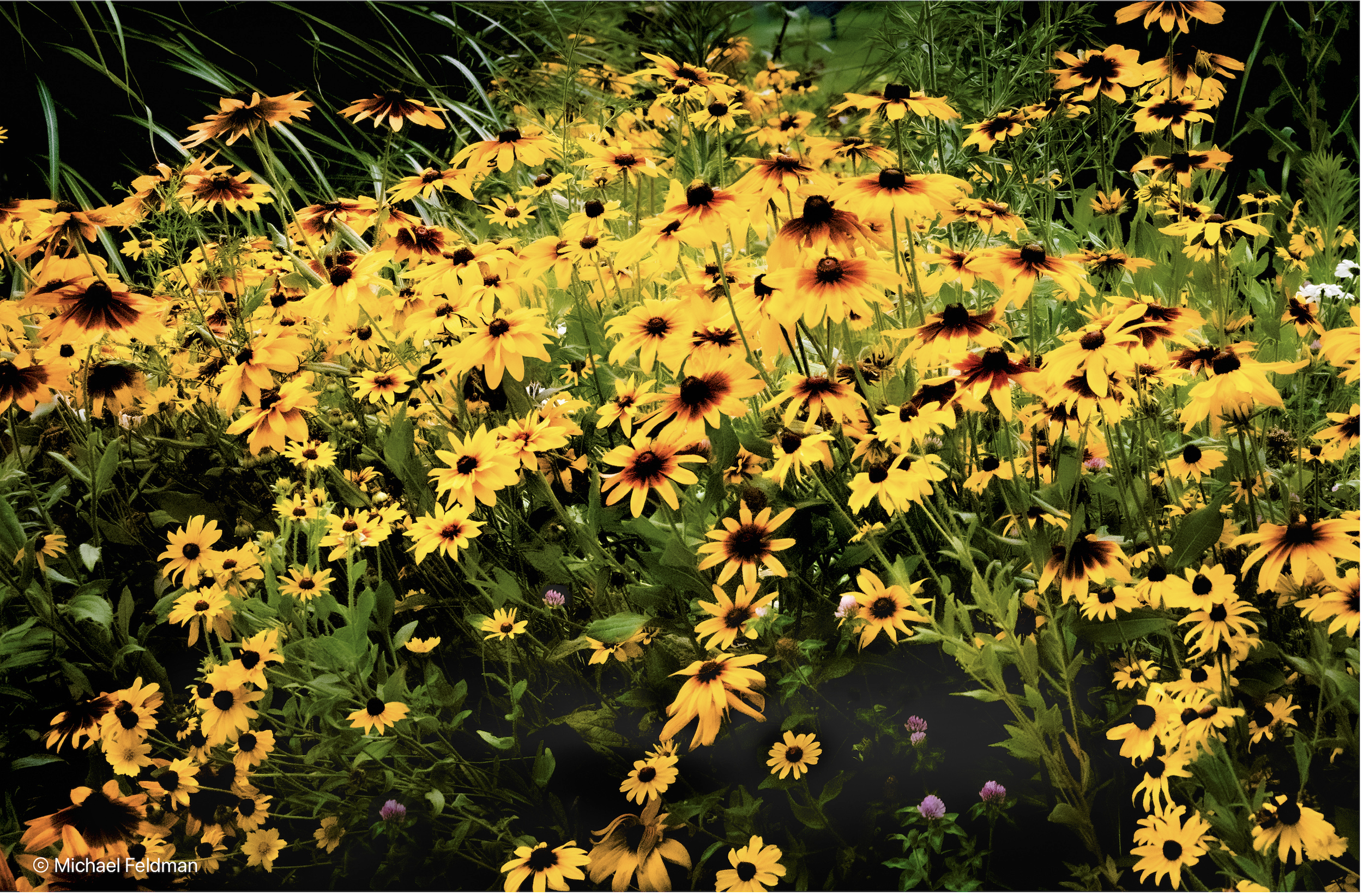 Black-Eyed Susans Asheville.png