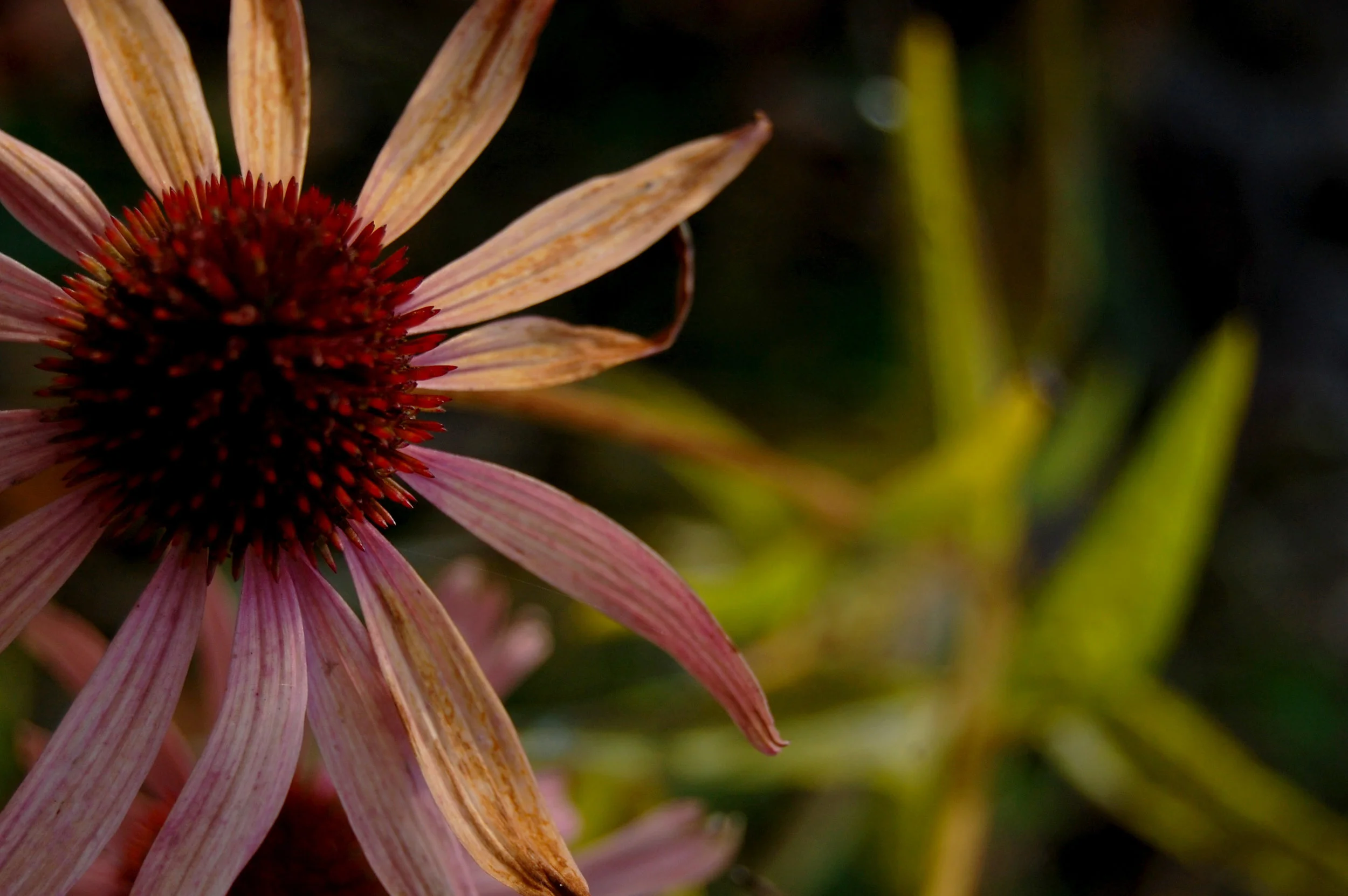 pink flower 2.jpg