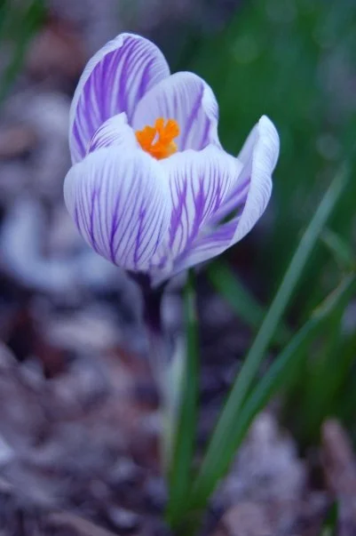 purple flower.jpg