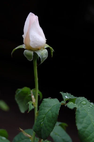white rose.jpg