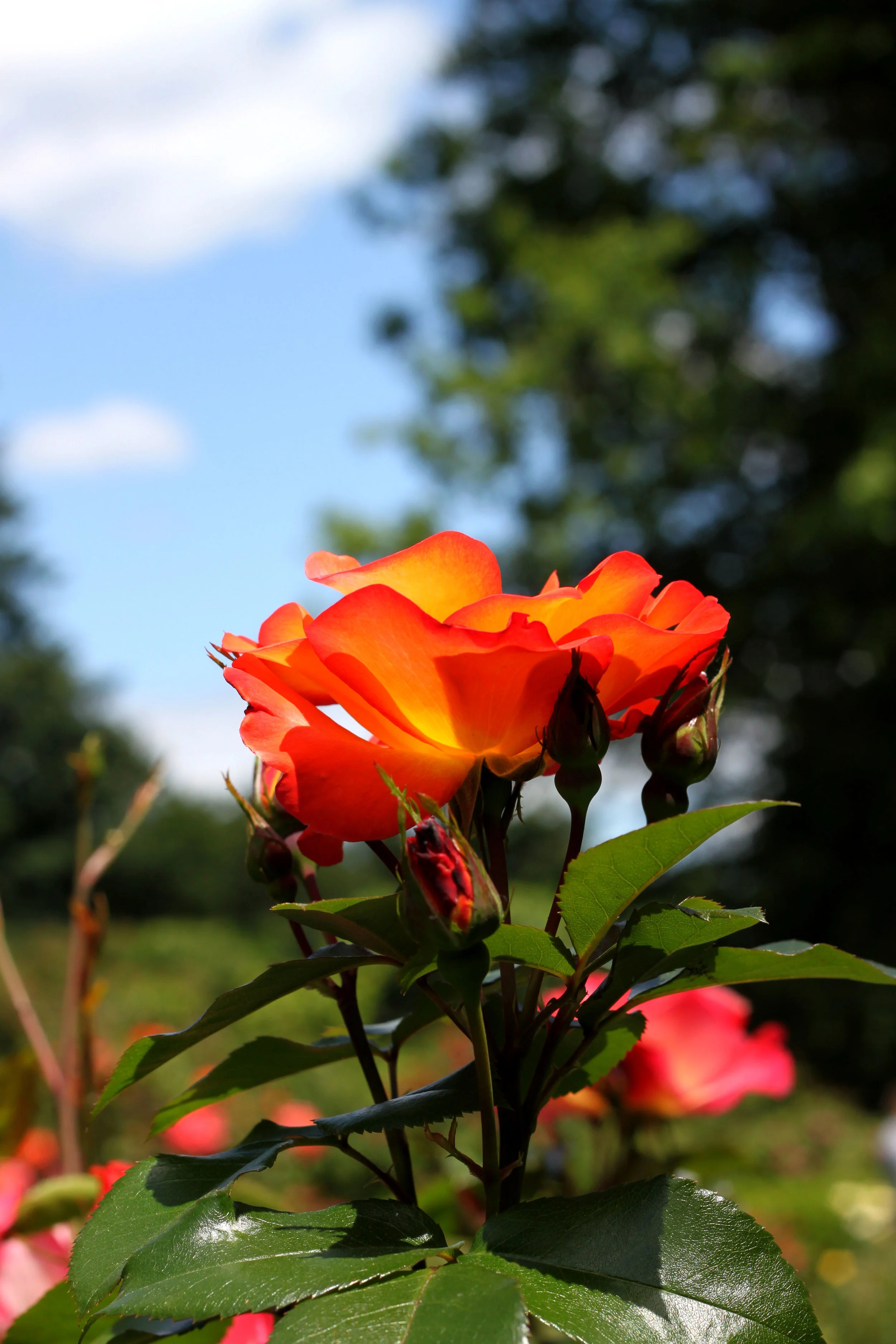 Rose 5.jpg