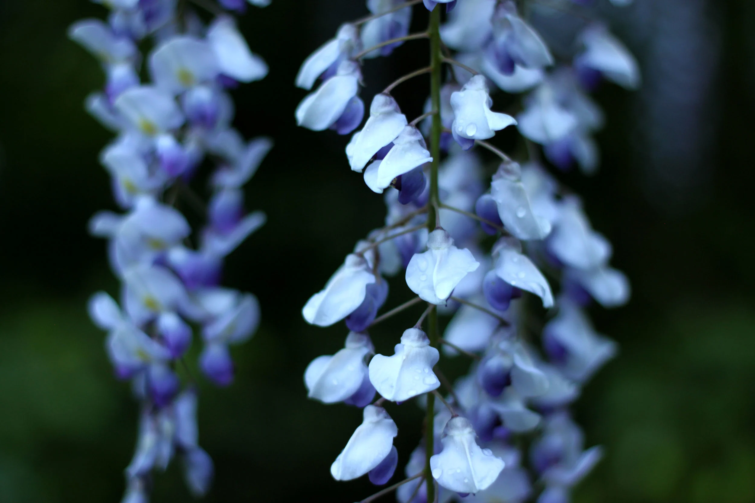 Flower 1.jpg