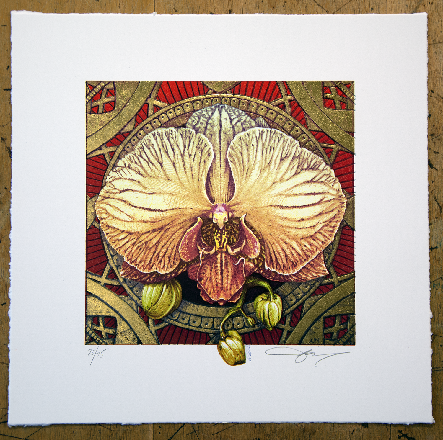 24Phalaenopsis Red.png