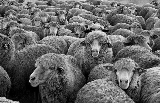 troupeau-moutons.jpg