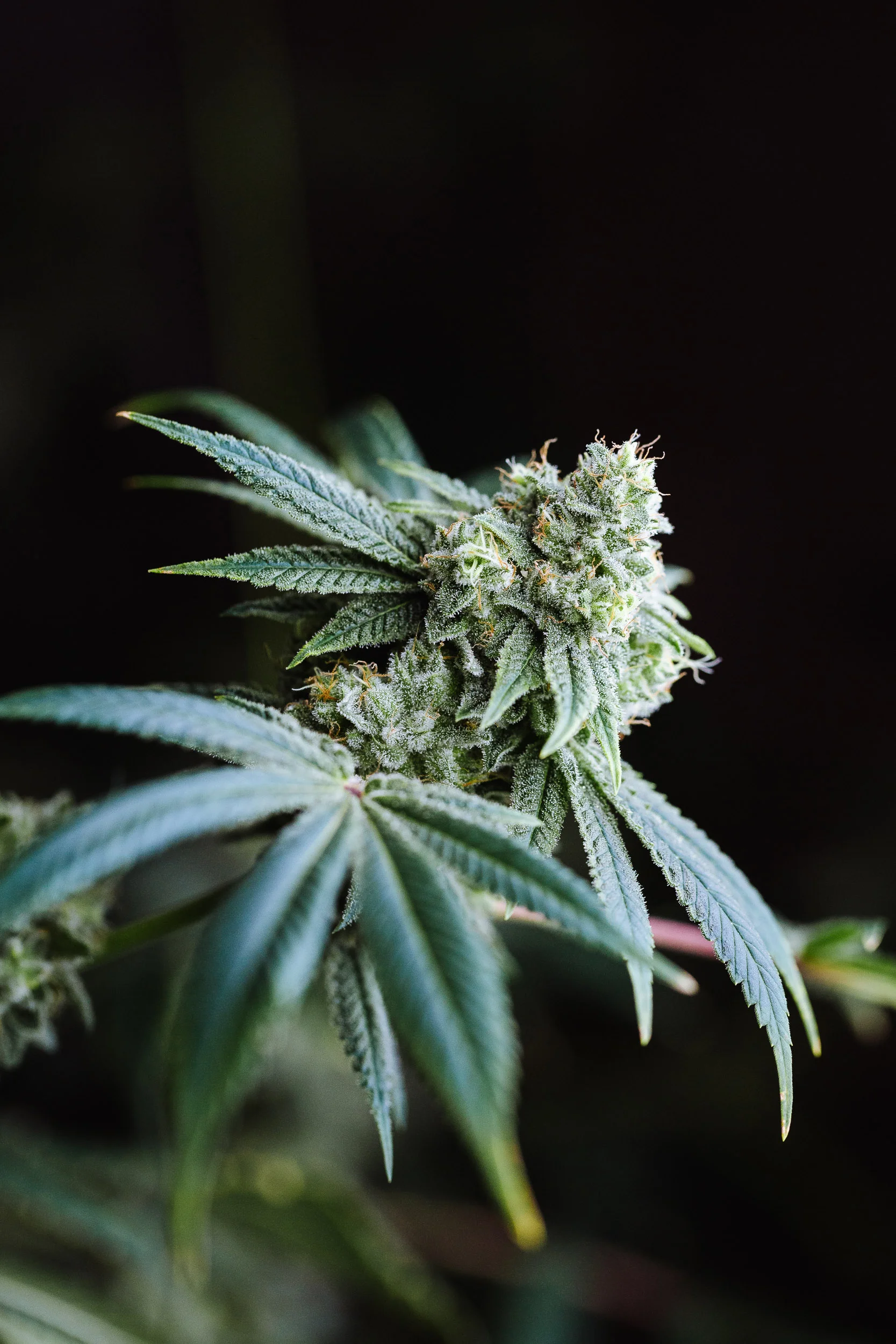 Maine Medicinal Cannabis