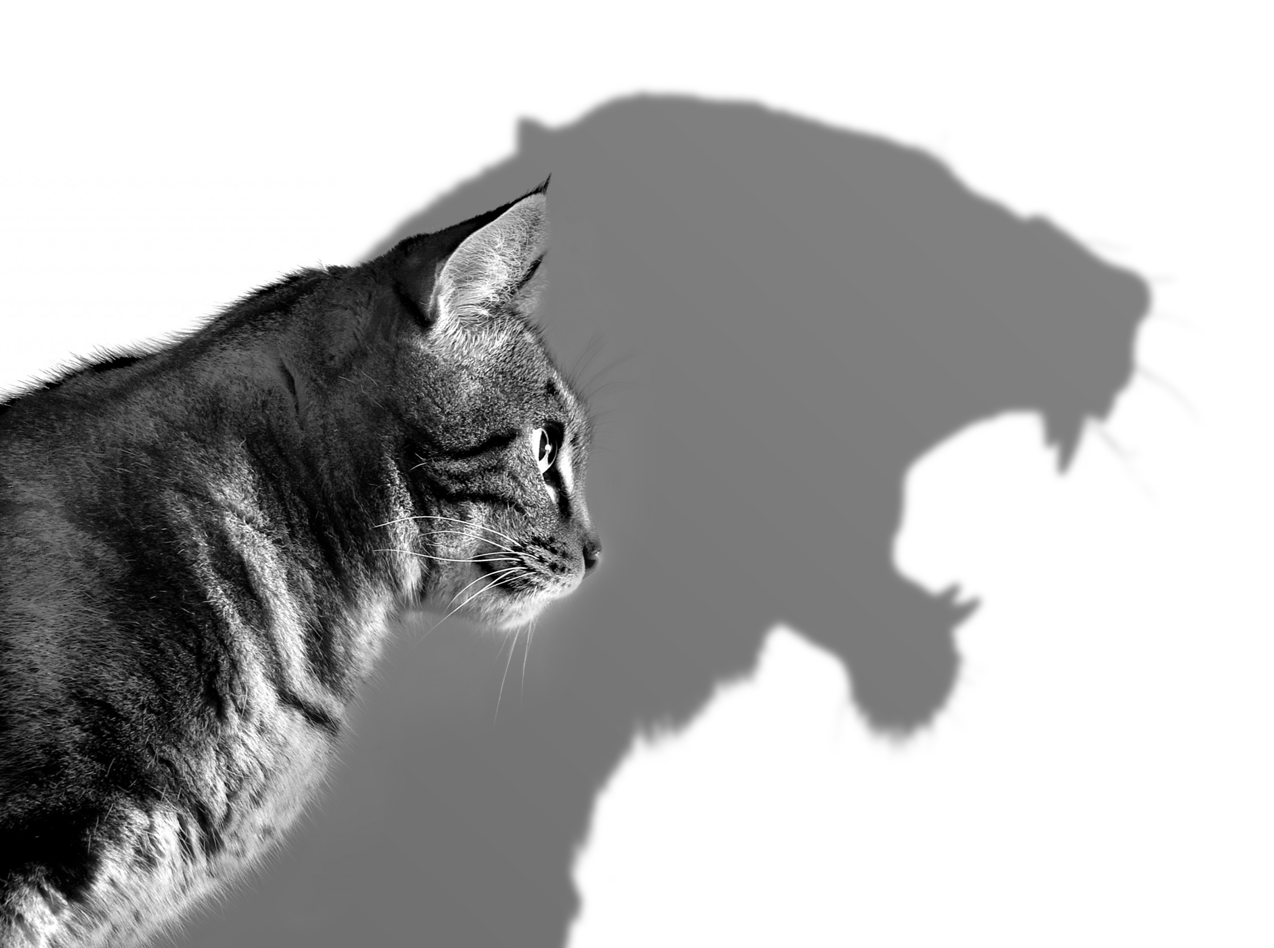 Professional Courage in Governance: The Unspoken Expectation of Audit Standards