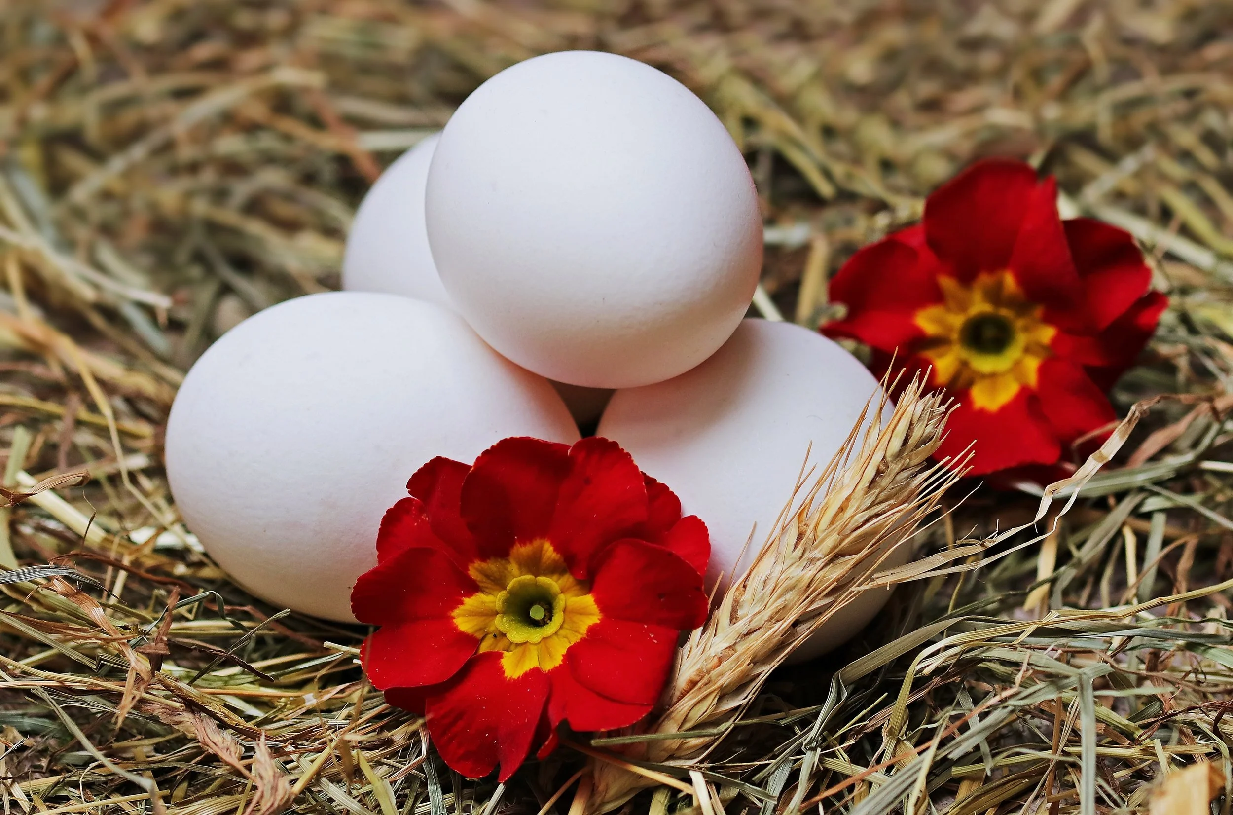 egg.jpg