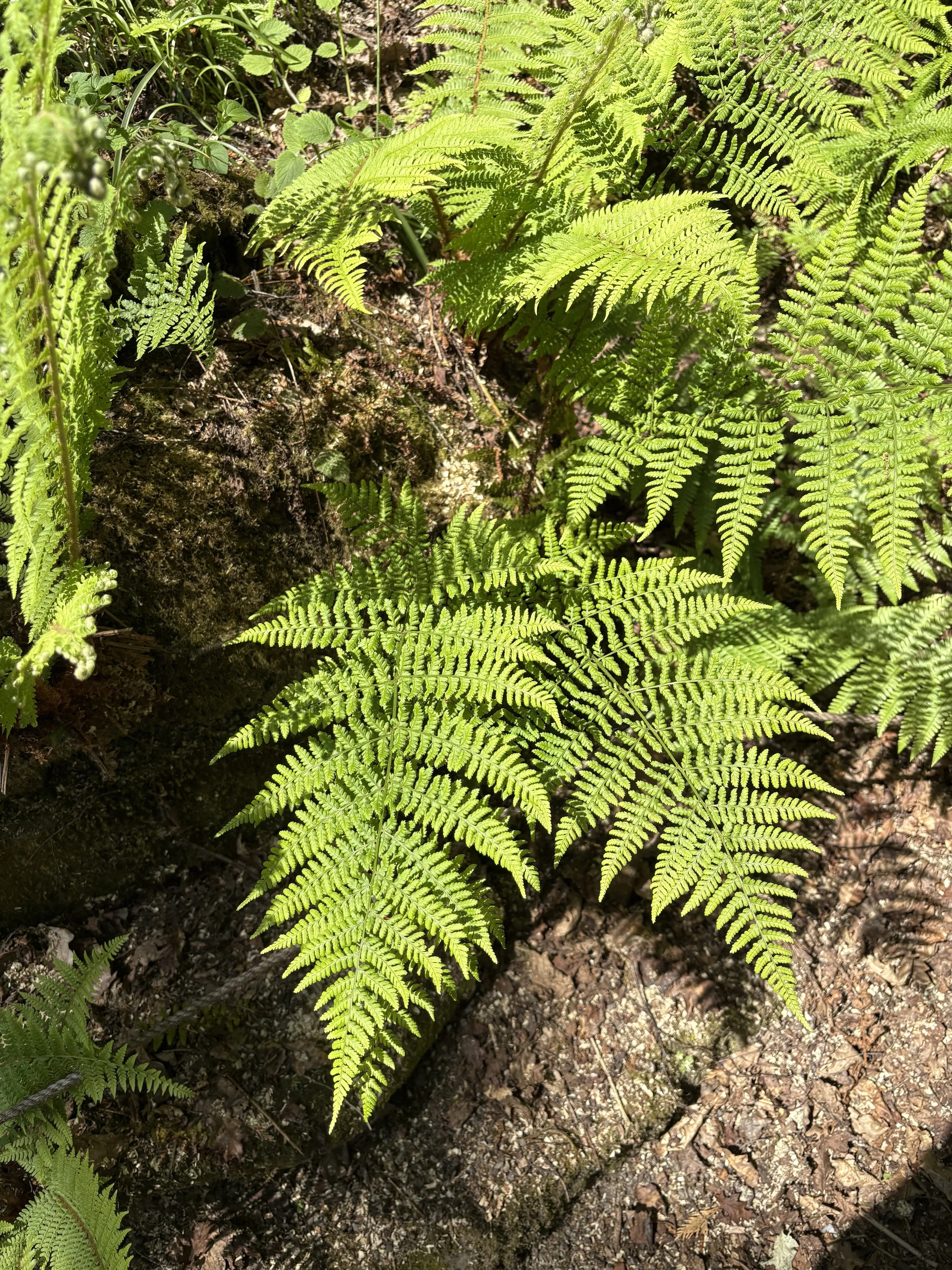 IMG_4319.jpeg
