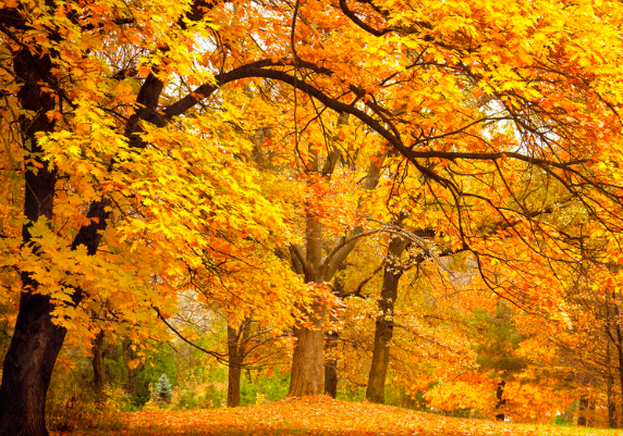 Our October Meeting