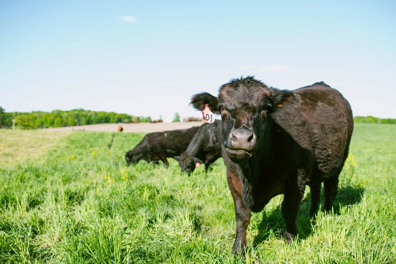 grass fed beef3.jpg