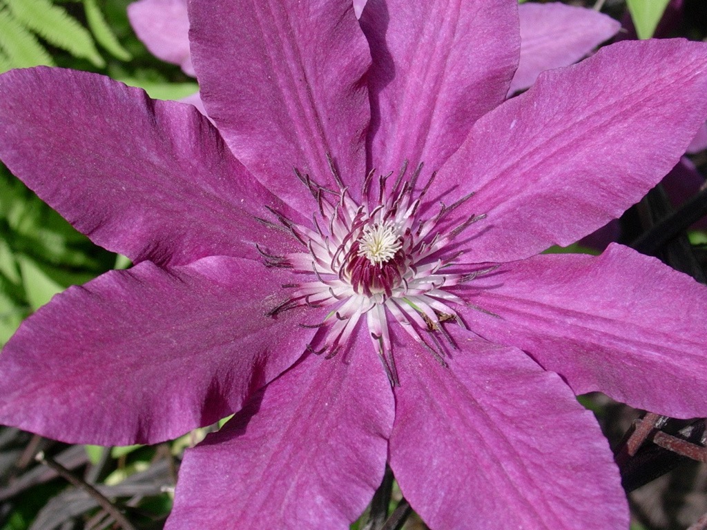 Clematis5 0604.jpg