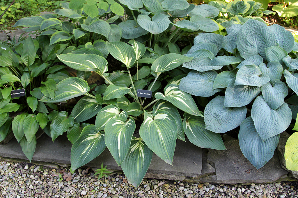 Hosta Group Pond copy.jpg