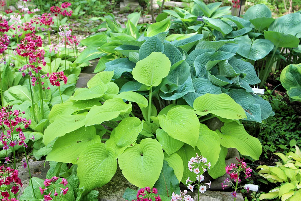 Multi Hostas copy.jpg