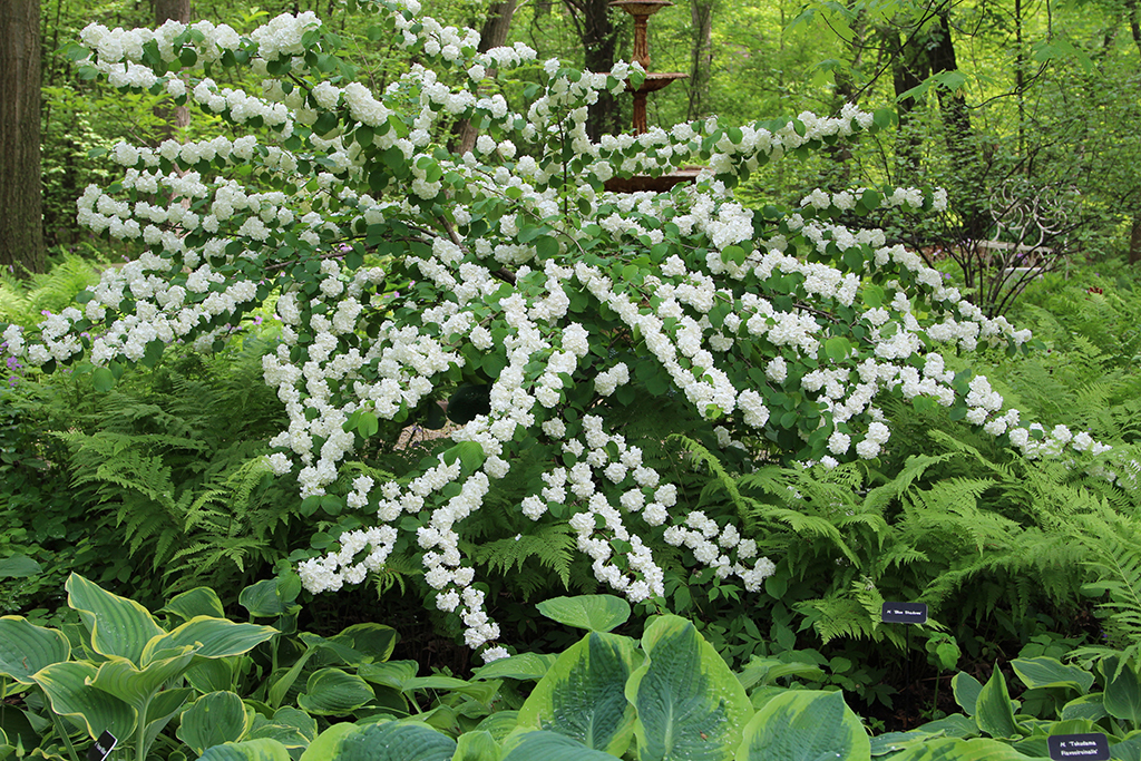 Viburnum Plicatum TomPopcorn.jpg