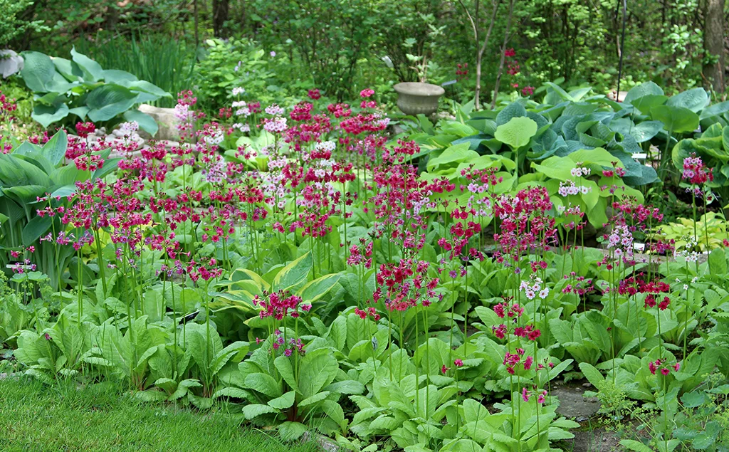 Japanese Primrose.jpg