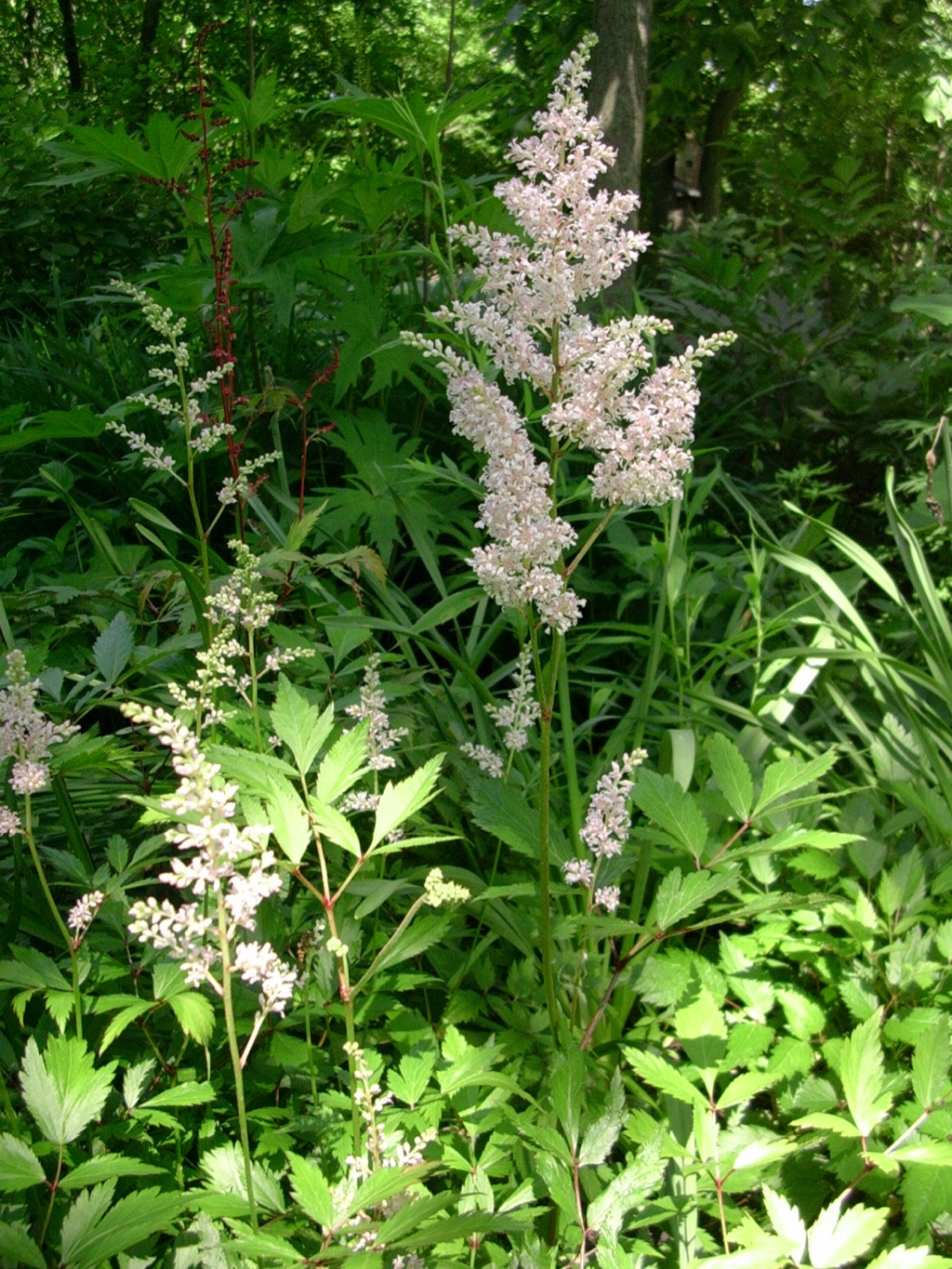 Astilbe2 061405.jpg