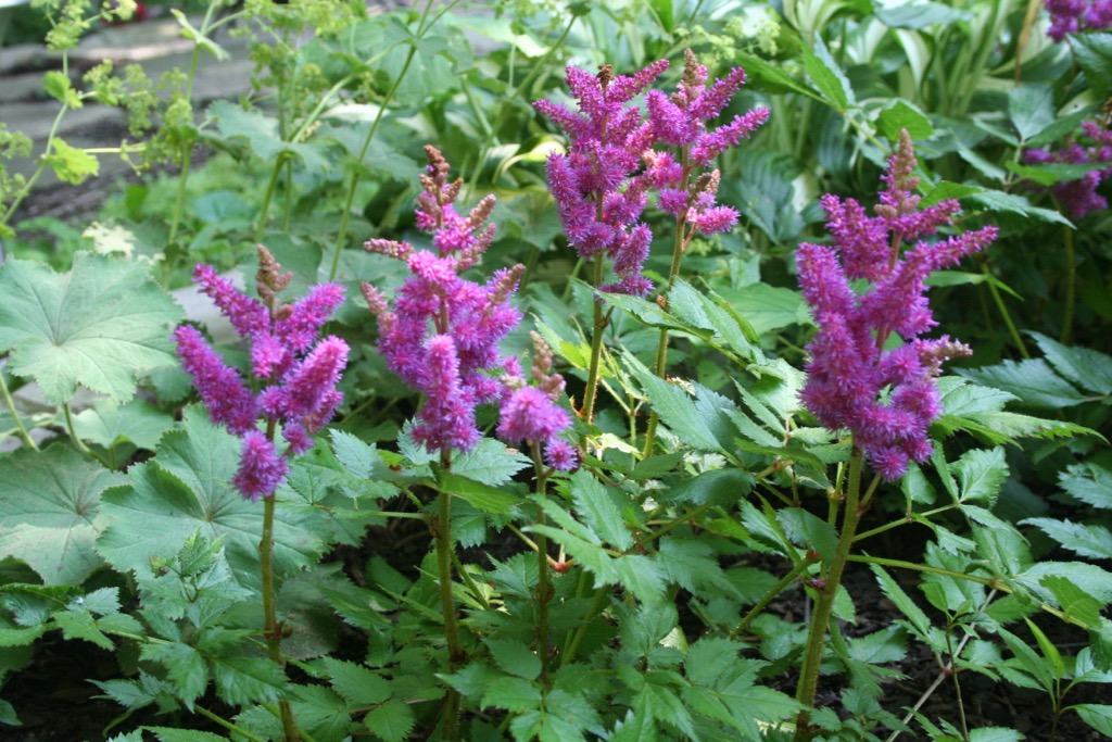 Astilbe3 070406.jpg