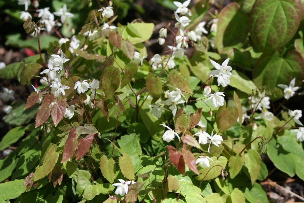 Epimedium White 050706.jpg